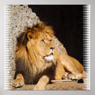 Póster Lion Photo Print