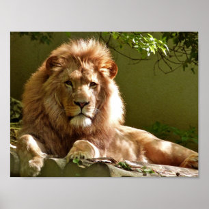PÓSTER LION PHOTOGRAPHY POSTER