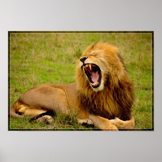 Póster Lion Roaring (Frente)