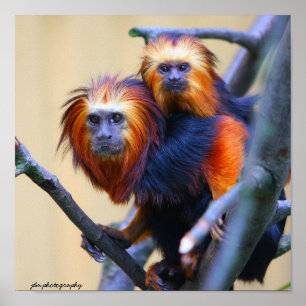 Póster Lion Tamarin con cabeza de oro