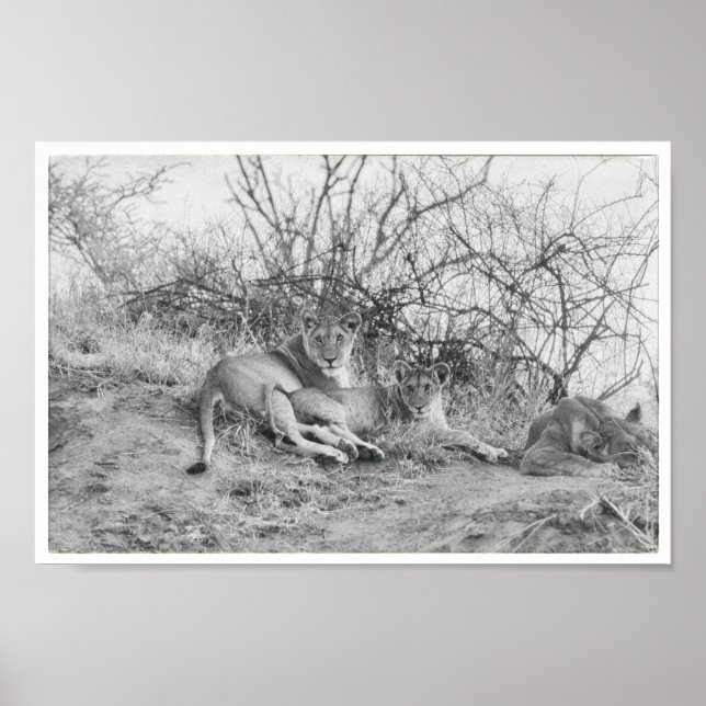 Póster Lionesa (Frente)