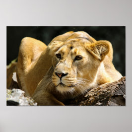 Póster Lioness
