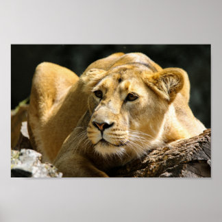 Póster Lioness