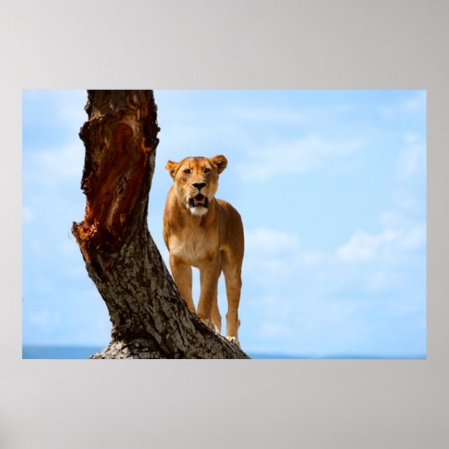 Póster Lioness (Frente)