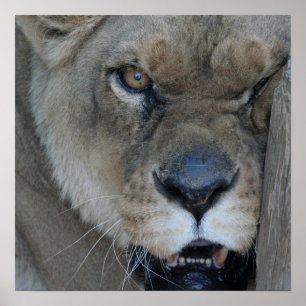 Póster Lioness 007