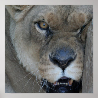 Póster Lioness 007