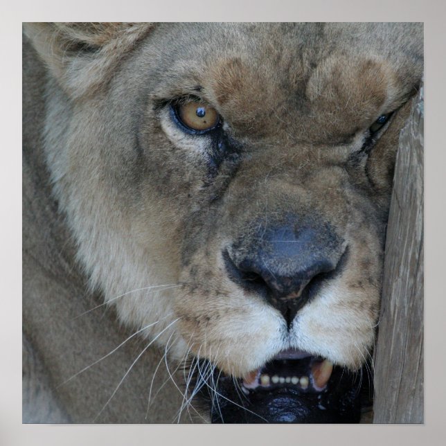 Póster Lioness 007 (Frente)