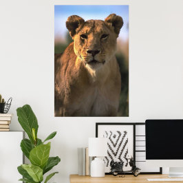 Póster Lioness Lion Lovers