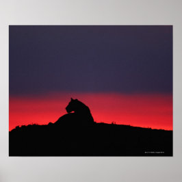 Póster Lioness (Panthera leo) sentada al atardecer, Masai