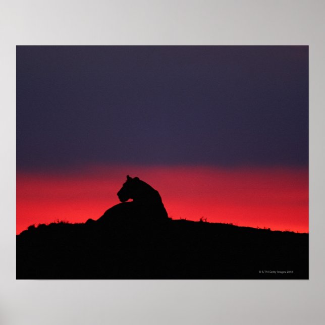 Póster Lioness (Panthera leo) sentada al atardecer, Masai (Frente)