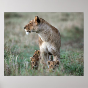 Póster Lioness (Panthera leo) y cubs, Masai Mara