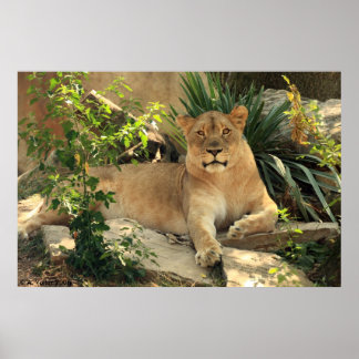 Póster Lioness Poster