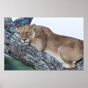 Póster Lioness Sleeping in Tree