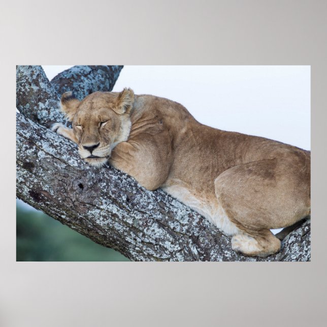 Póster Lioness Sleeping in Tree (Frente)