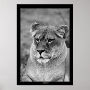 Póster Lioness (versión BW)