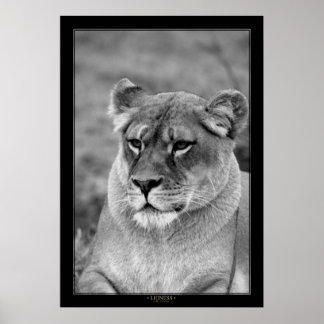 Póster Lioness (versión BW)
