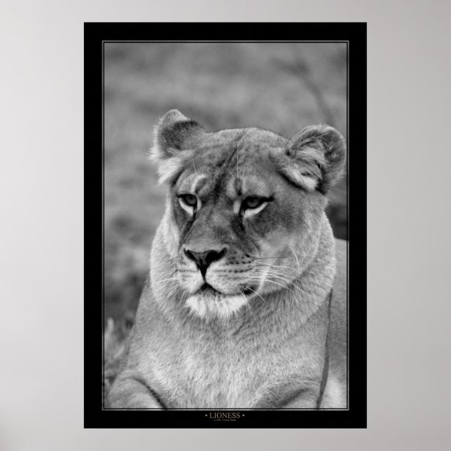 Póster Lioness (versión BW) (Frente)