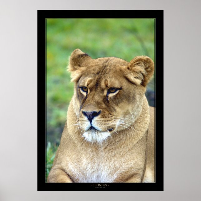 Póster Lioness (Versión de color) (Frente)