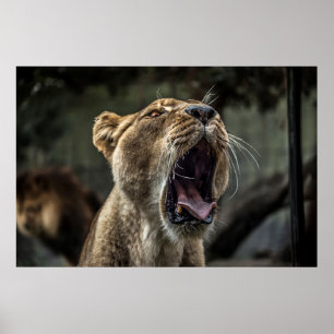 PÓSTER LIONESS YAWNING