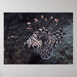 Póster Lionfish