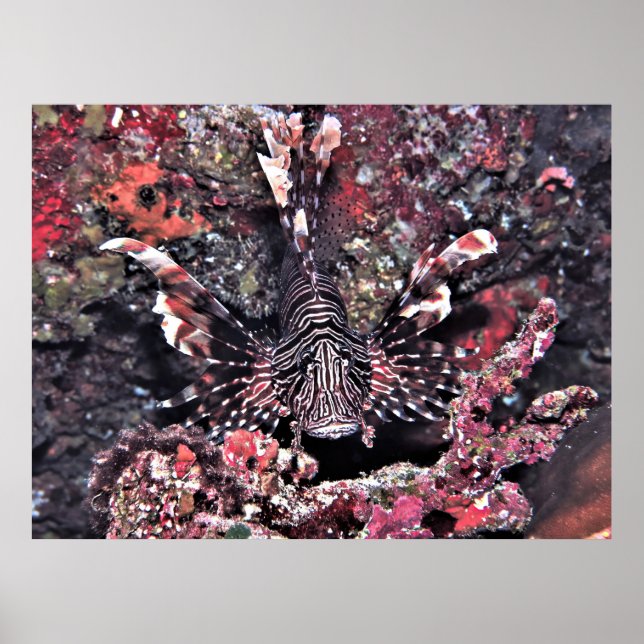 Póster Lionfish de Maldivas (Frente)