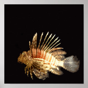 Póster Lionfish en la oscuridad