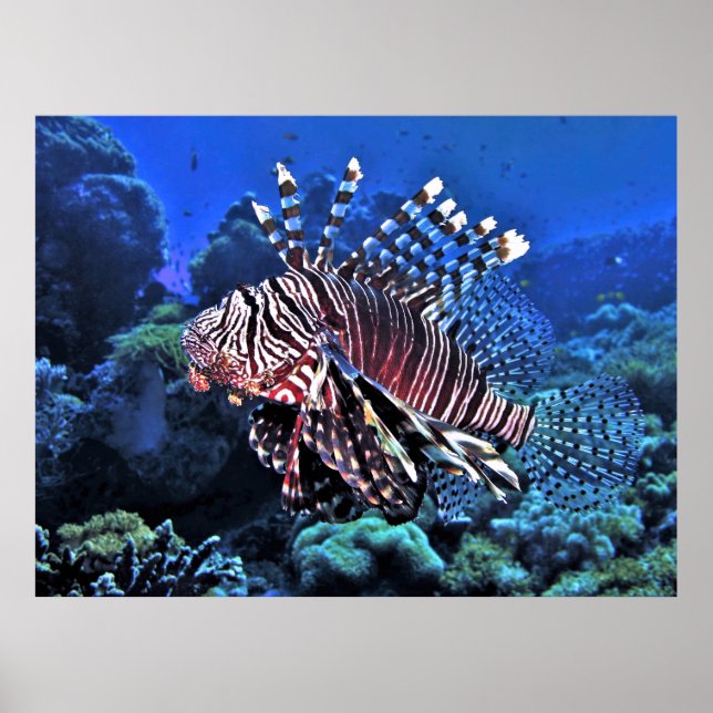 Póster Lionfish glorioso (Frente)