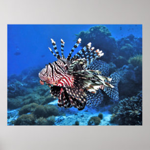 Póster Lionfish-Komodo