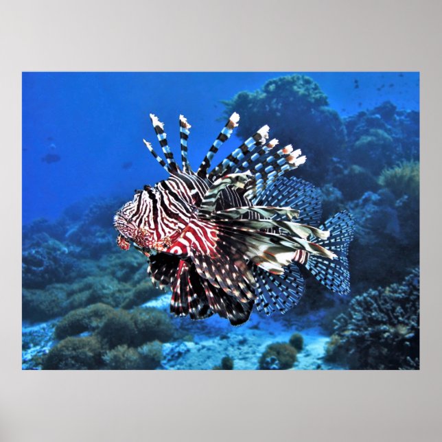 Póster Lionfish-Komodo (Frente)