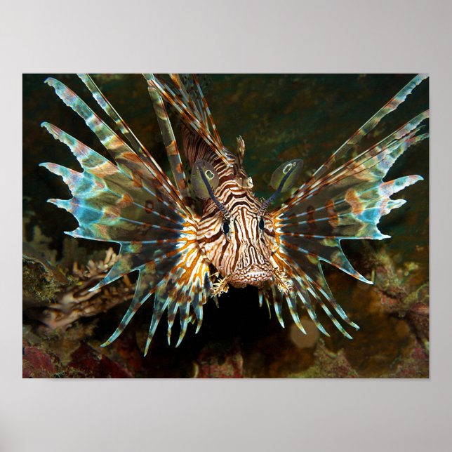 Póster ¡Lionfish muy cerca! Foto muy cercana e intensa | (Frente)