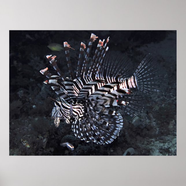 Póster Lionfish of the Coral Triangle (Frente)