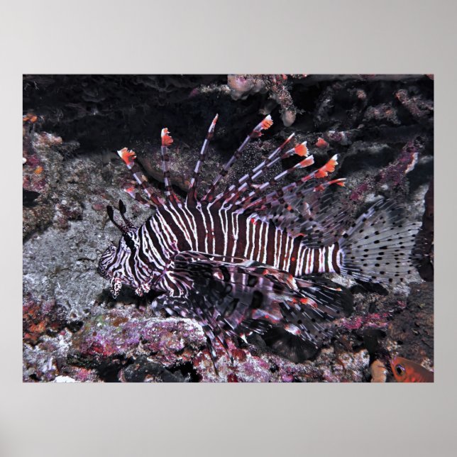 Póster Lionfish Regal (Frente)