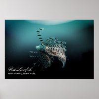 Lionfish rojo (Pterois volitans, Linnaeus, 1758)