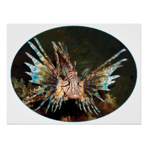 Póster Lionfish Rojo, Raja Ampat - Diseño fotográfico