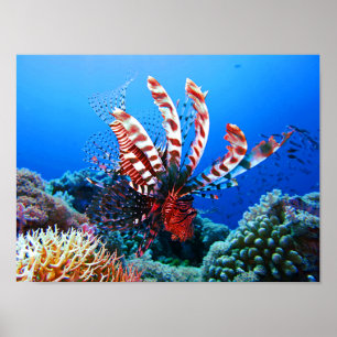 Póster Lionfish tropical hermoso