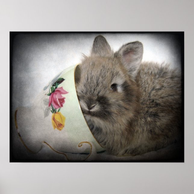 Póster Lionhead Bunny and Teacup (Frente)