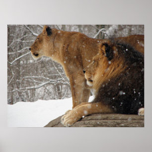 Póster Lions