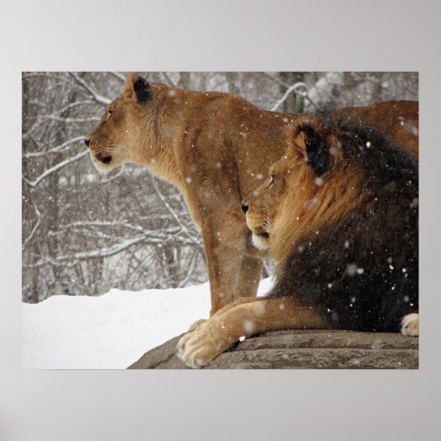 Póster Lions (Frente)