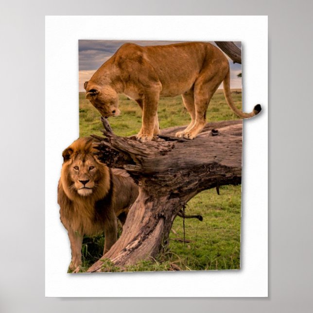 Póster Lions (Frente)