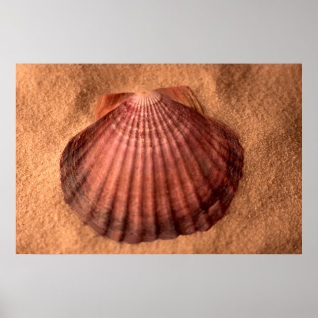 Póster Lions Paw (Frente)