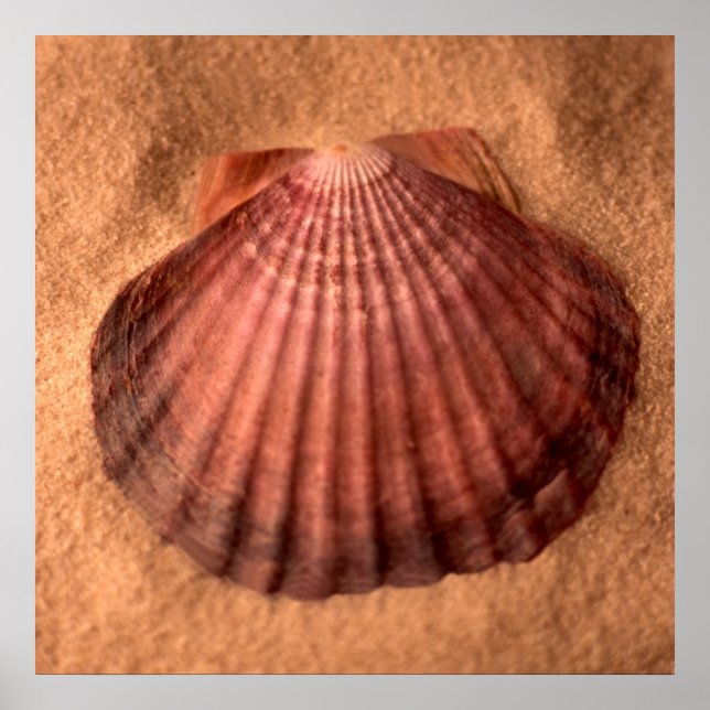 Póster Lions Paw (Frente)