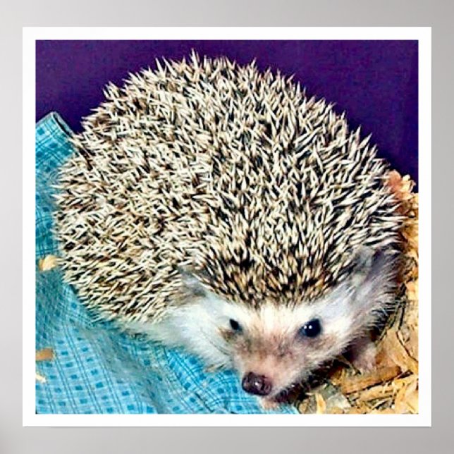 Póster Lioti el erizo (Frente)