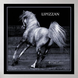 Póster Lippizan Poster