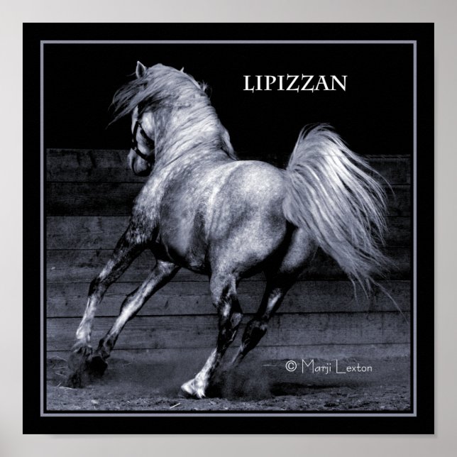 Póster Lippizan Poster (Frente)