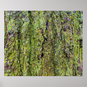 Póster Liquen verde en corteza de árbol Naturaleza