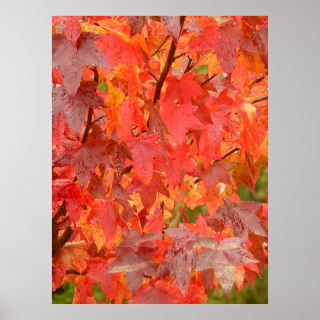 Póster Liquidambar Leaves Poster (Frente)