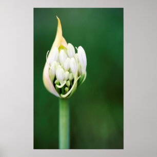 Póster Lirio Africano, Agapanthus Praecox, Ciudad del Cab