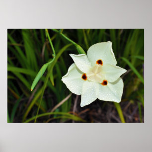 Póster Lirio africano bicolor de la quincena del iris de