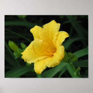 Póster Lirio amarillo