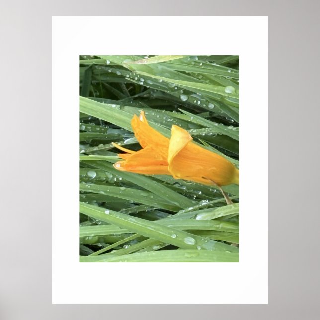 Póster Lirio Amarillo Entre Hierba Cubierta de Rocío (Frente)